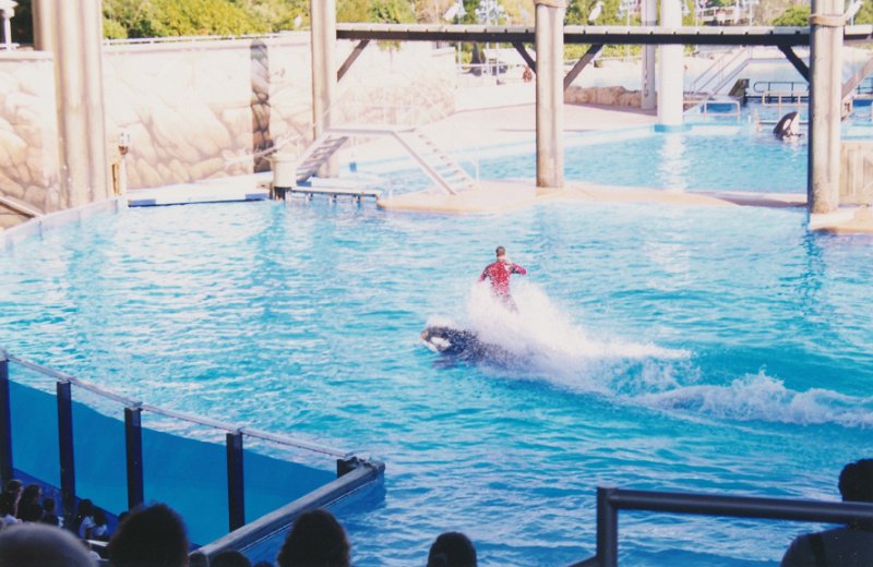 021-The killer whale show.jpg